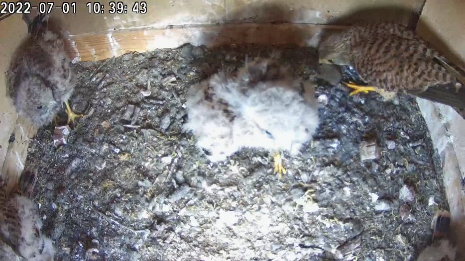 20220701 1039 103932 C200 video - 10h39 the female brings a vole, goes into the nest and finds an uneaten mouse to feed to the chicks
