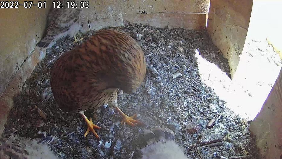 20220701 1218 121838 C100 video - 12h18 the female brings a vole which one chick takes; the female goes into the nest to try to share it