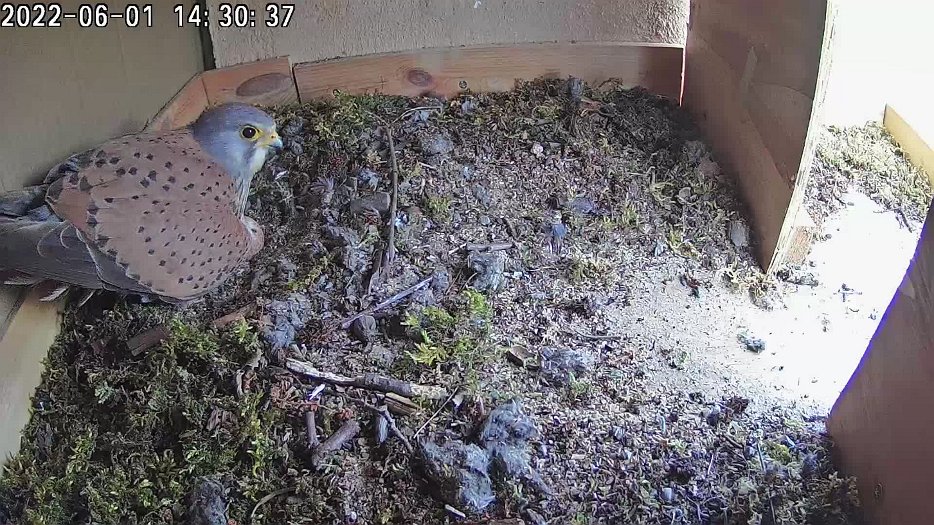 20220601 1430 143010 C100 video - 14h30 the male sits on the eggs