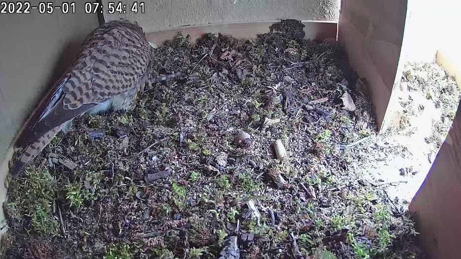 20220501 0754 065428 C100 video - 07h54 female tidies nest then calls to male who brings a vole
