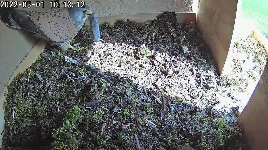 20220501 1012 091257 C100 video - 10h12 male flies into nest with vole and calls female who arrives and takes it