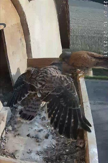 20220710 0725 072529 C310 video - 07h25 the male brings a mouse