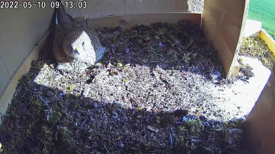 20220510 091300 C100 video 09h13 the female was away from the nest overnight and returned at 05h35. Here she seems to be calling out to the male (for food?)