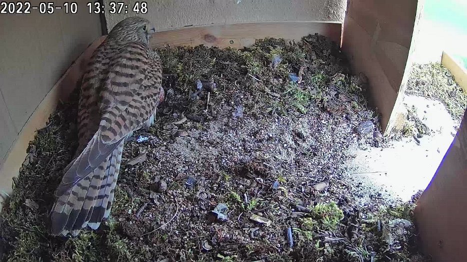 20220510 133630 C100 video 13h36 the kestrel lays a fourth egg at 13h38h08