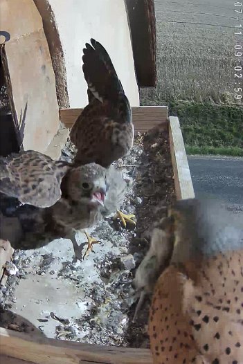 20220711 0902 090255 C310 video - 09h02 the male arrives with a vole
