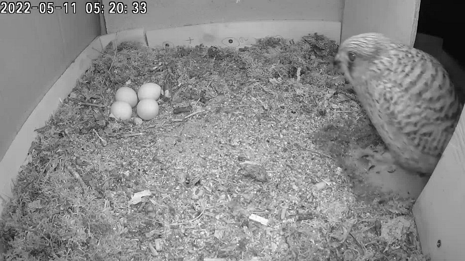 20220511 052030 C100 video - 05h20 the female returns to the nest having left at 22h05 the previous day