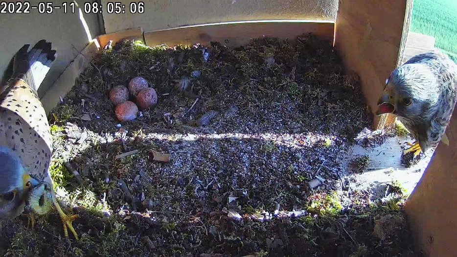 20220511 080500 C100 video - 08h05 the male brings a lizard and sits on the eggs for a few minutes