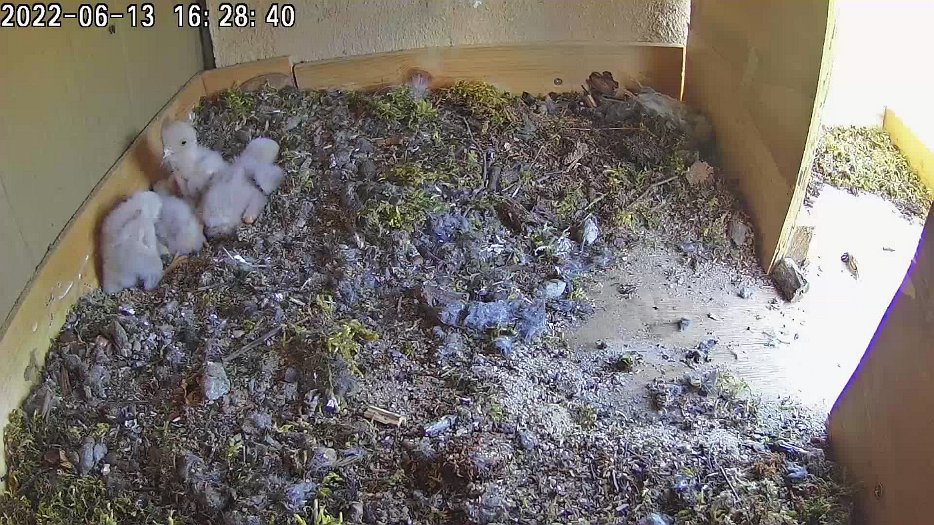 20220613 1628 162800 C100 video - 16h28 chicks peck each other
