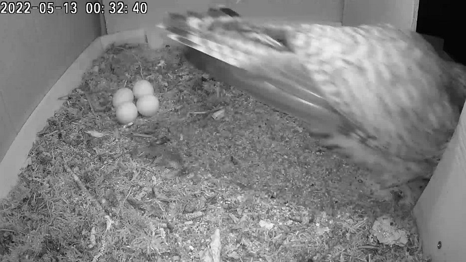 20220513 003229 C100 video - 00h32 the female departs the nest and does not return until 05h35