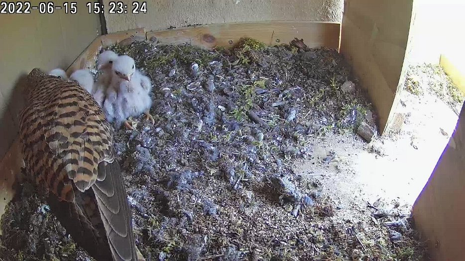 20220615 1523 152325 C100 video - 15h23 feeding continues and chick wings flap (15:23:36)