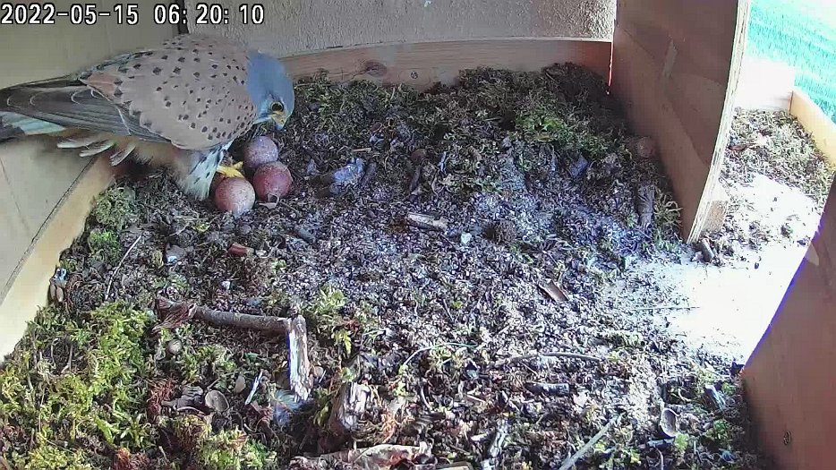 20220515 062000 C100 video - 06h19 male sits on eggs for a short time