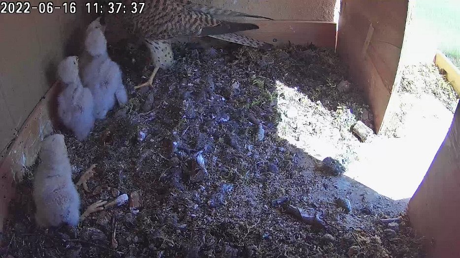 20220616 1137 113735 C100 video - 11h37 the female finishes feeding the butterfly and picks up a left-over mouse to feed to the chicks