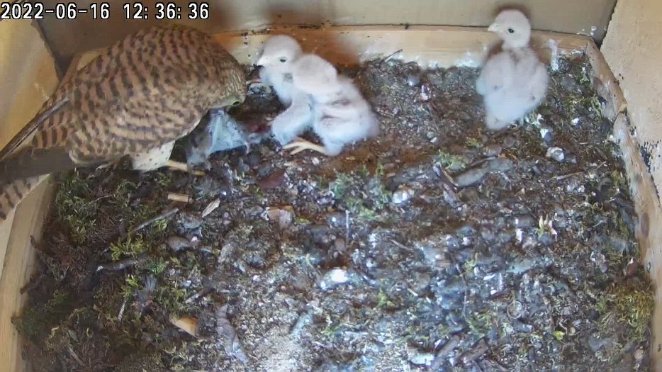 20220616 1236 123626 C200 video - 12h36 the female brings a mouse to feed the chicks