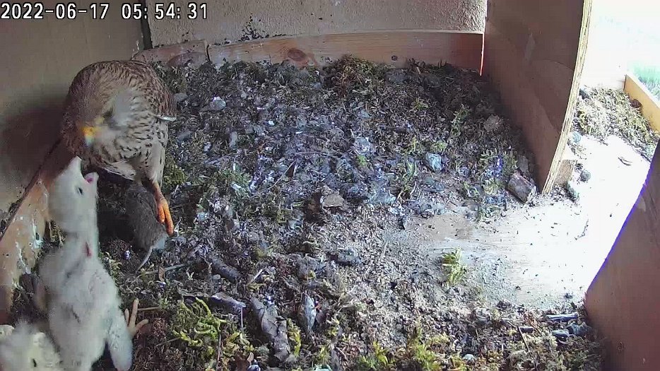 20220617 0553 055318 C100 video - 05h53 the female flies off and returns soon afterwards with a vole for the chicks