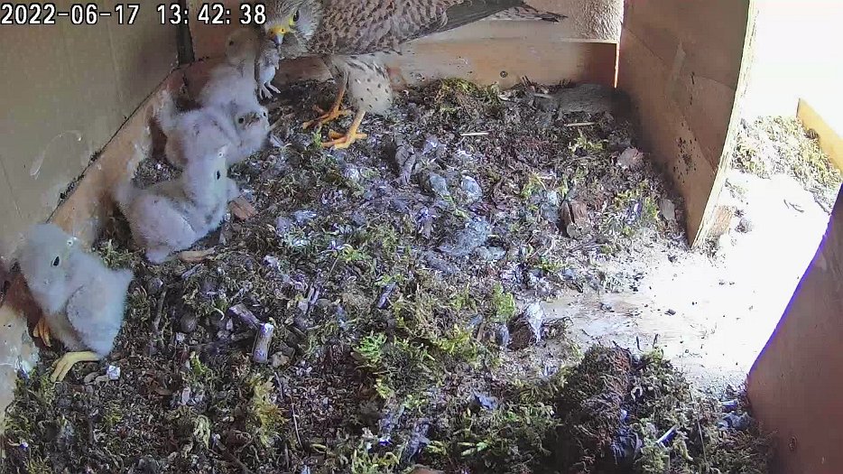 20220617 1342 134233 C100 video - 13h42 the female brings a vole which one chick grabs