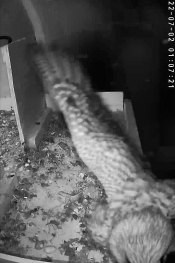 20220702 0107 010720 C310 video - 01h07 the female arrives and stays for the night