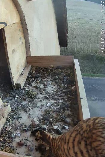 20220702 0521 052115 C310 video - 05h21 the female leaves after staying for the night