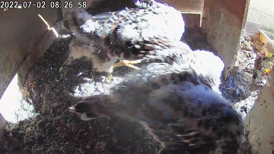 20220702 0826 082655 C100 video - 08h26 the female and male bring food