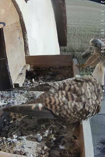 20220702 0826 082655 C310 video - 08h26 the female brings a mouse followed by the male