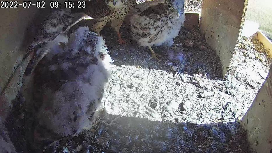 20220702 0914 091435 C100 video - 09h14 the female brings a mouse and tries to share it