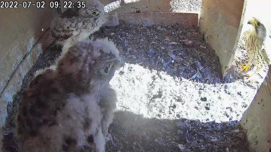 20220702 0922 092230 C100 video - 09h22 the male brings a vole which one chick grabs