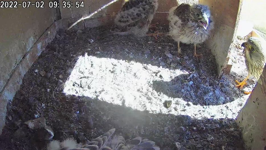 20220702 0935 093550 C100 video - 09h35 the female brings a mouse