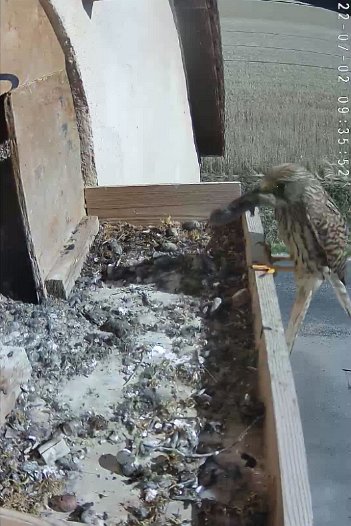 20220702 0935 093550 C310 video - 09h35 the female brings a mouse