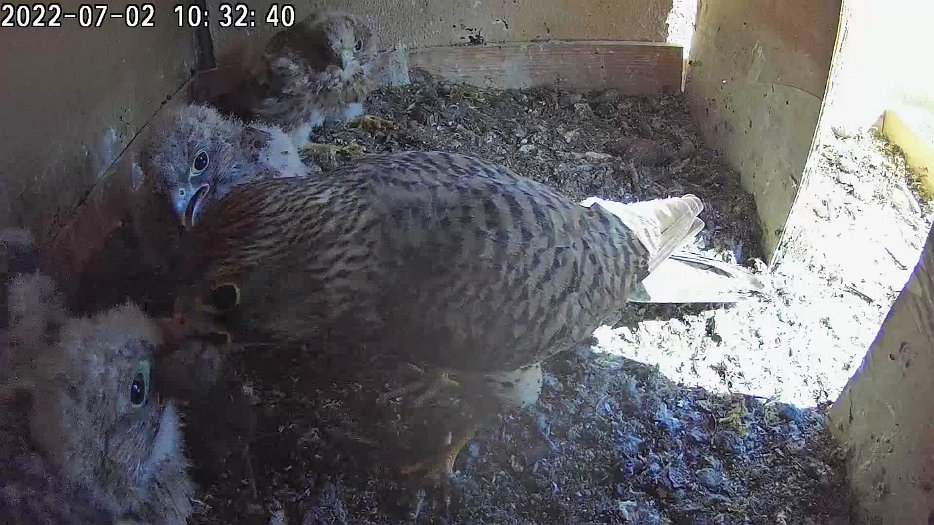 20220702 1032 103228 C100 video - 10h32 the female enters the nest to feed the chicks