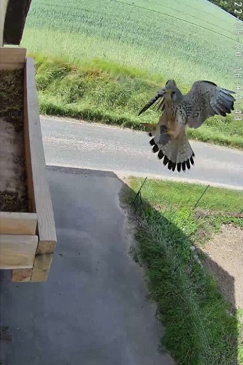 20220520 1604 1653057920955 C310 video - 16h04 male arrives with vole which female takes and flies off