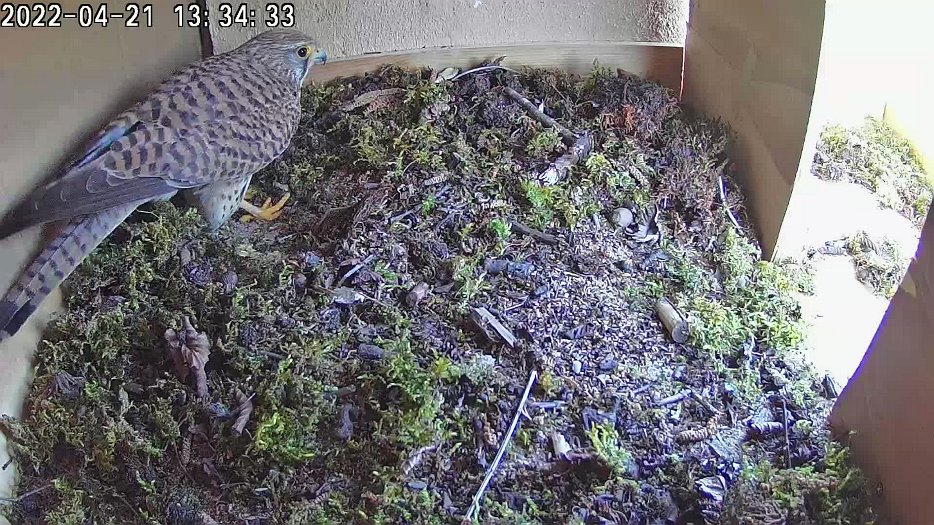 20220421 1334 123419 C100 video - 13h34 female does nest making and tidying
