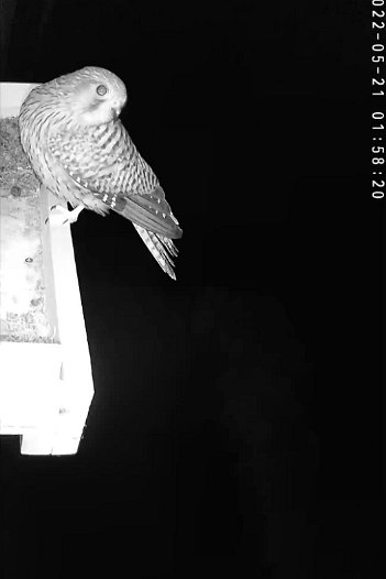 20220521 0157 1653143191569 C310 video - 01h57 the female returns and tries to land in the dark but misses the nest the first time and tries again
