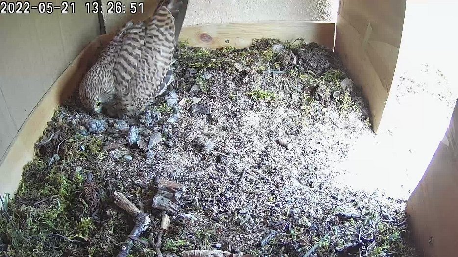 20220521 1326 132619 C100 video - 13h26 female arrives at nest and settles down