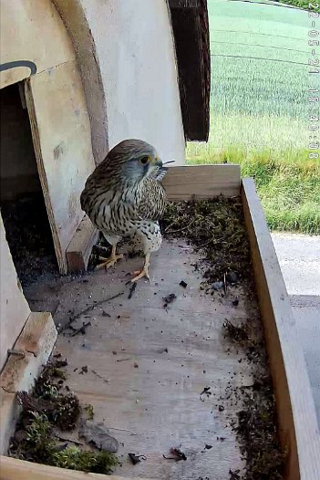 20220521 1540 1653140606450 C310 video - 15h40 female arriving at nest (repositioned outside camera)