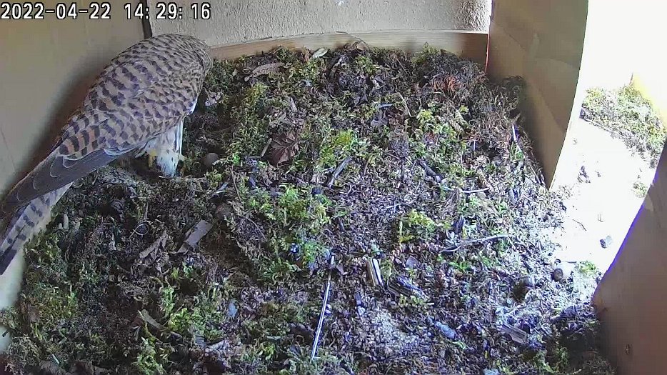 20220422 1429 132903 C100 video - 14h29 female does some tidying