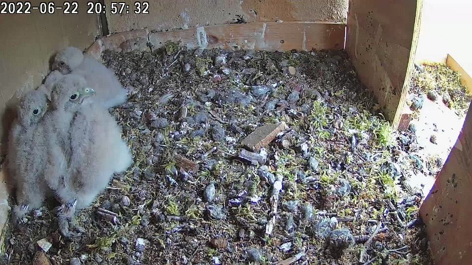20220622 2057 205733 C100 video - 20h57 the female brings a mouse, departs it, then helps the chicks share it