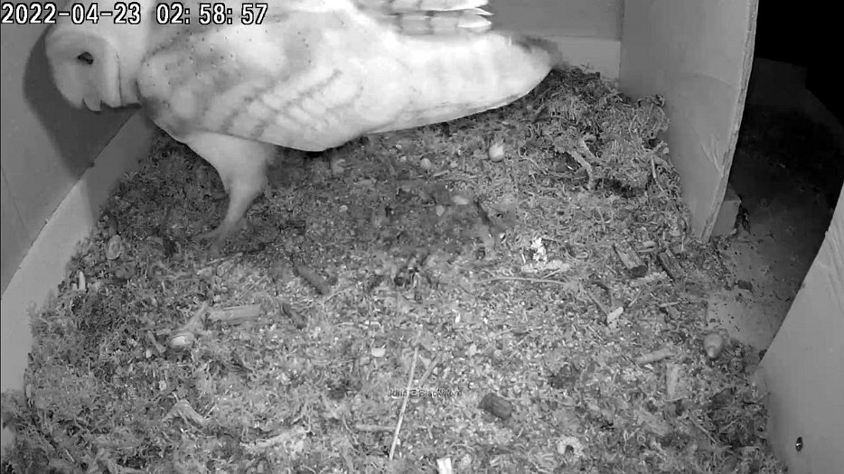 20220423 0258 C100 barn owl visits - 02:58 - video in Non kestrel visitors
