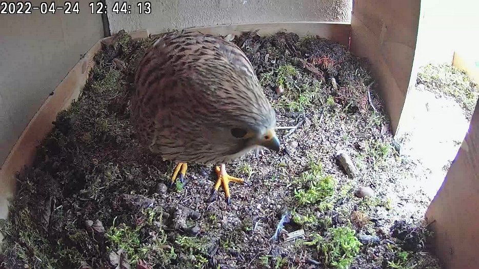 20220424 1243 114359 C100 video - 12h45 female does nest tidying