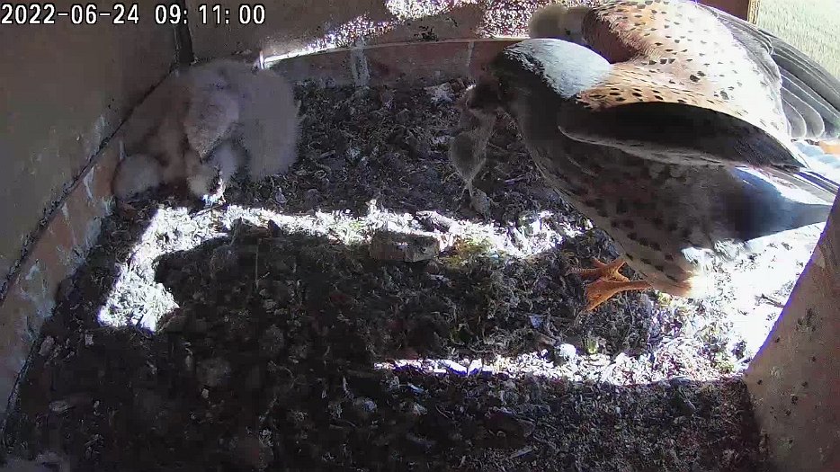20220624 0910 091014 C100 video - 09h10 the male appears with a vole which one chick grabs and swallows with difficulty