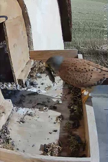 20220624 0910 091053 C310 video - 09h10 the male appears and takes a vole into the nest