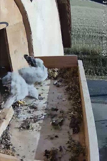 20220625 0750 075056 C310 video - 07h50 - a chick goes out if the nest and flaps wings