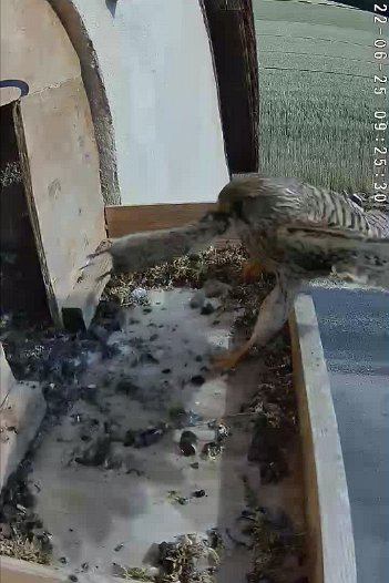 20220625 0925 092528 C310 video - 09h25 the female arrives with a mouse