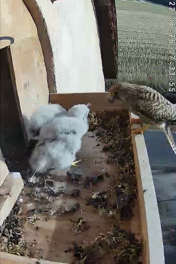 20220626 0733 073352 C310 video - 07h33 the female brings food and a chick outside takes it