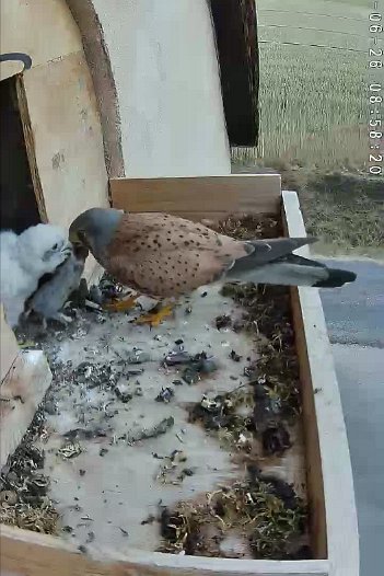20220626 0858 085818 C310 video - 08h58 the male brings a mouse