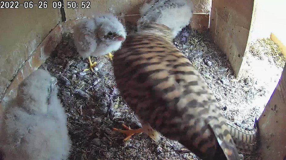20220626 0950 095045 C100 video - 09h50 female brings food and feeds chicks
