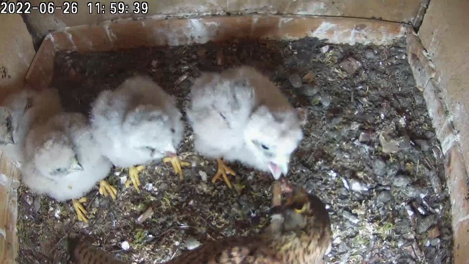 20220626 1159 115916 C200 video - 11h59 female brings food and feeds chicks
