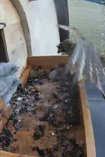 20220627 0809 080909 C310 video - 08h09 the female brings a mouse which is grabbed outside ...