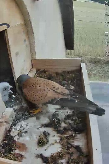 20220627 1537 153747 C310 video - 15h37 the male brings a mouse which he drops in the nest and then departs