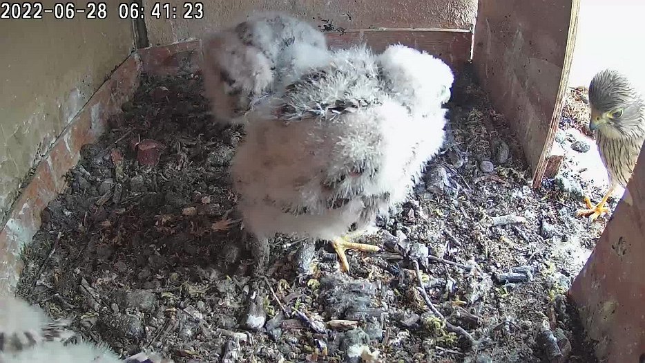 20220628 0641 064116 C100 video - 06h41 the female arrives to feed chicks