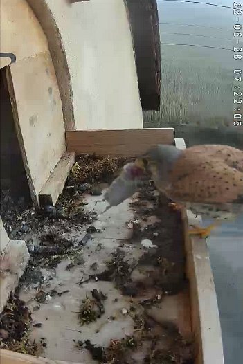 20220628 0722 072205 C310 video - 07h22 the male arrives with a mouse