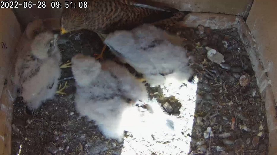 20220628 0950 095046 C200 video - 09h50 the female arrives with a mouse and feeds the chicks